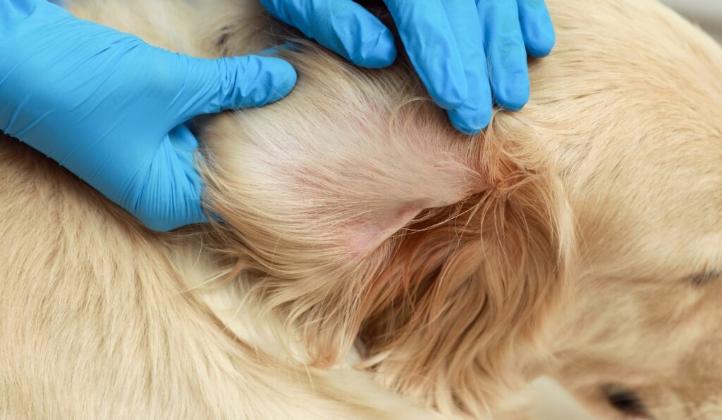 vet checking dog ear