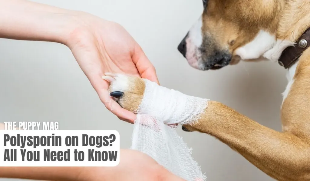 can dogs use polysporin