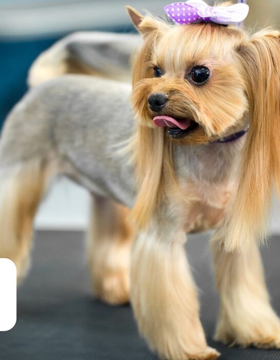 can yorkies be shaved
