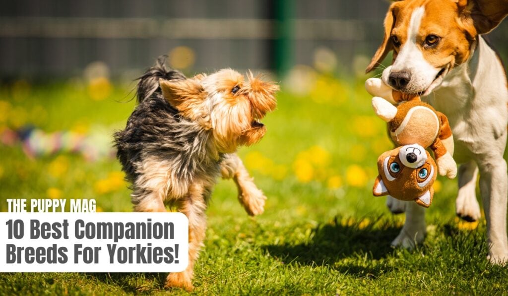 companion breeds for yorkies