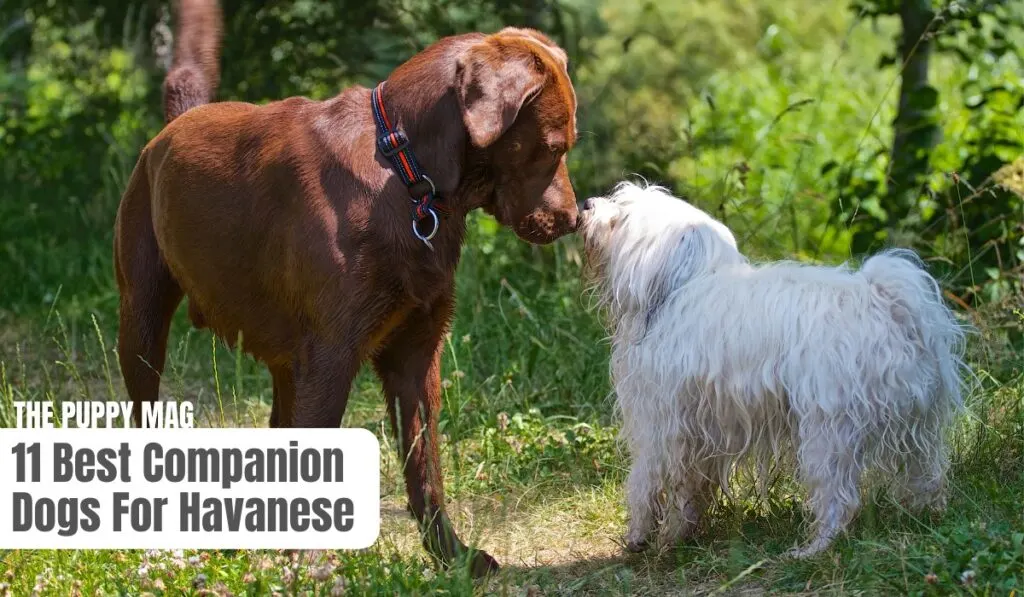 companion dogs for havanese