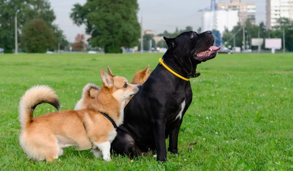 do corgis get along with other dogs