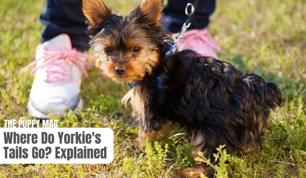 do yorkies have tails