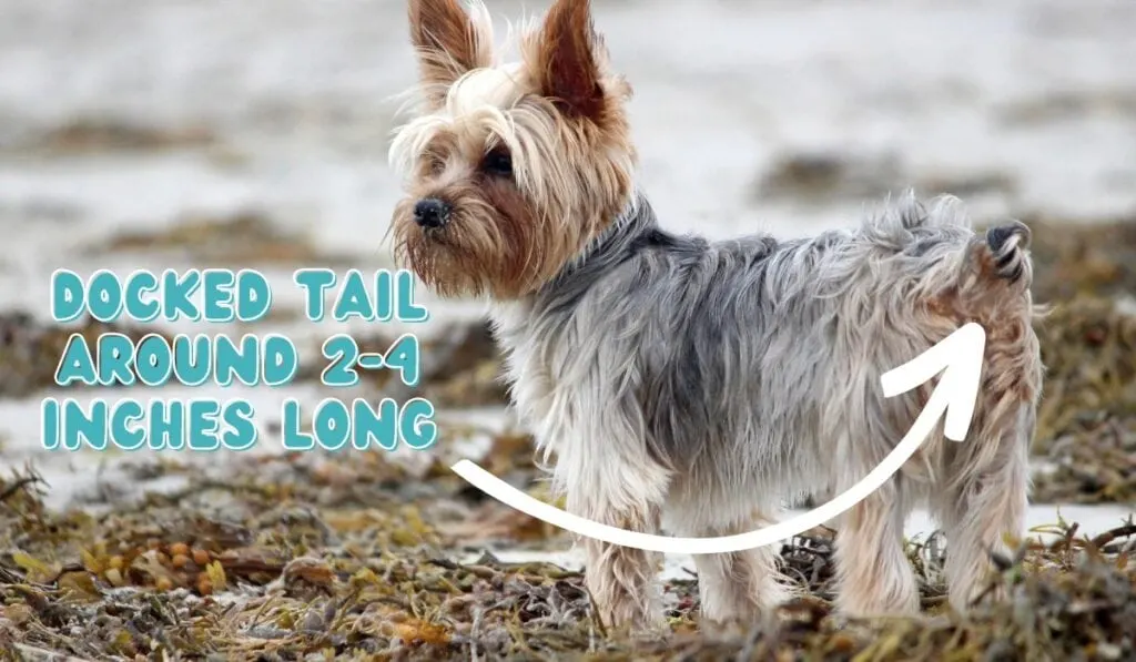 docked tail yorkie photo