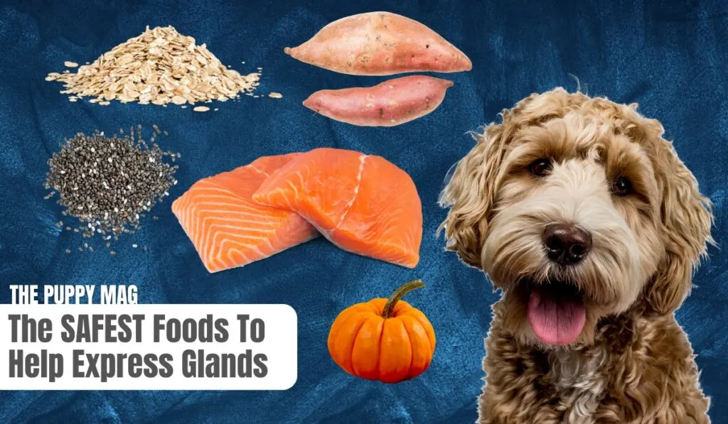 foods to help dogs express glands