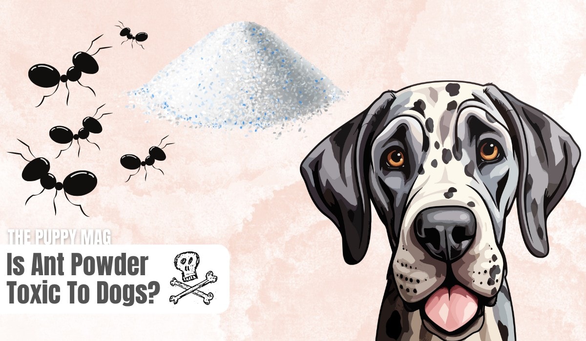is ant powder dangerous to dogs