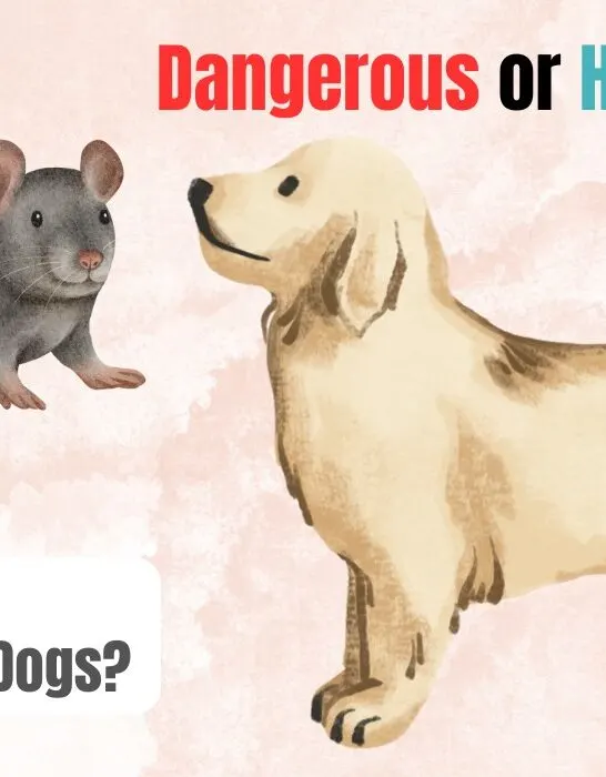 is rat poop dangerous to dogs