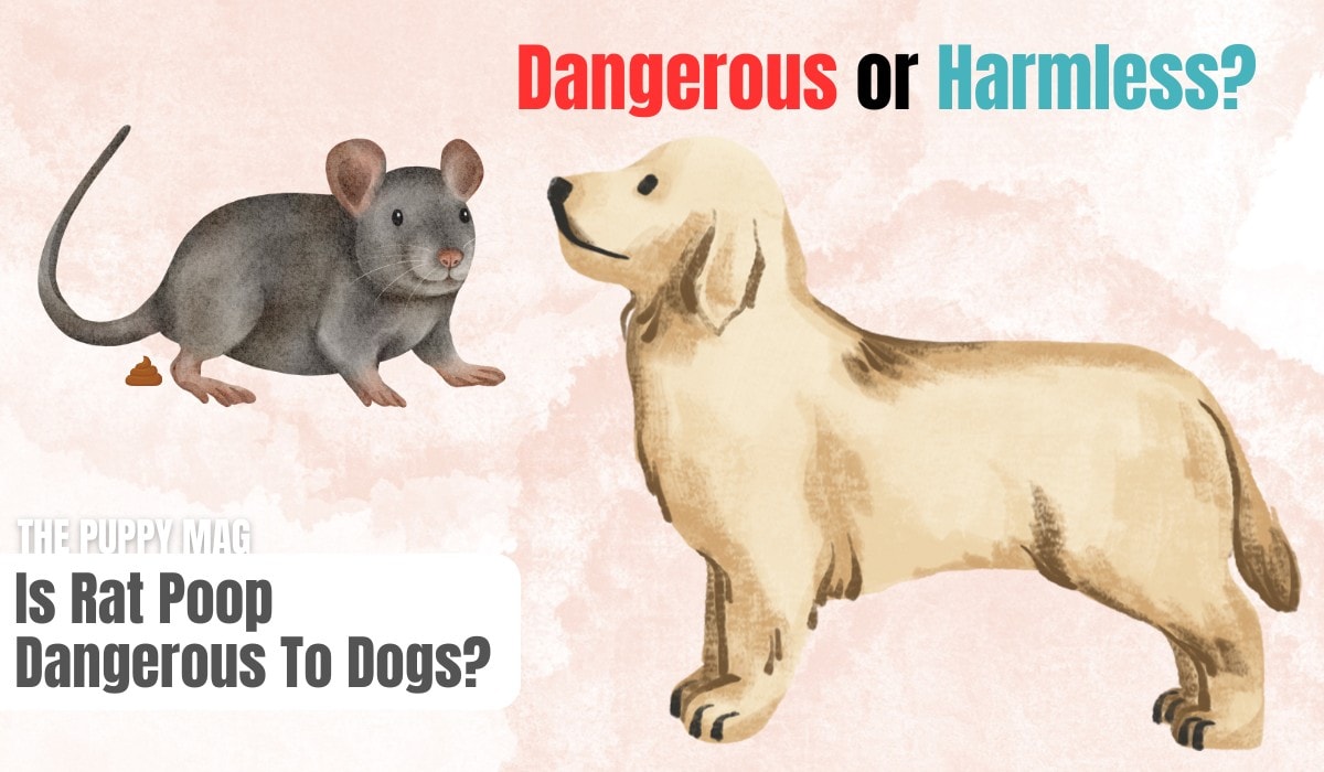is rat poop dangerous to dogs