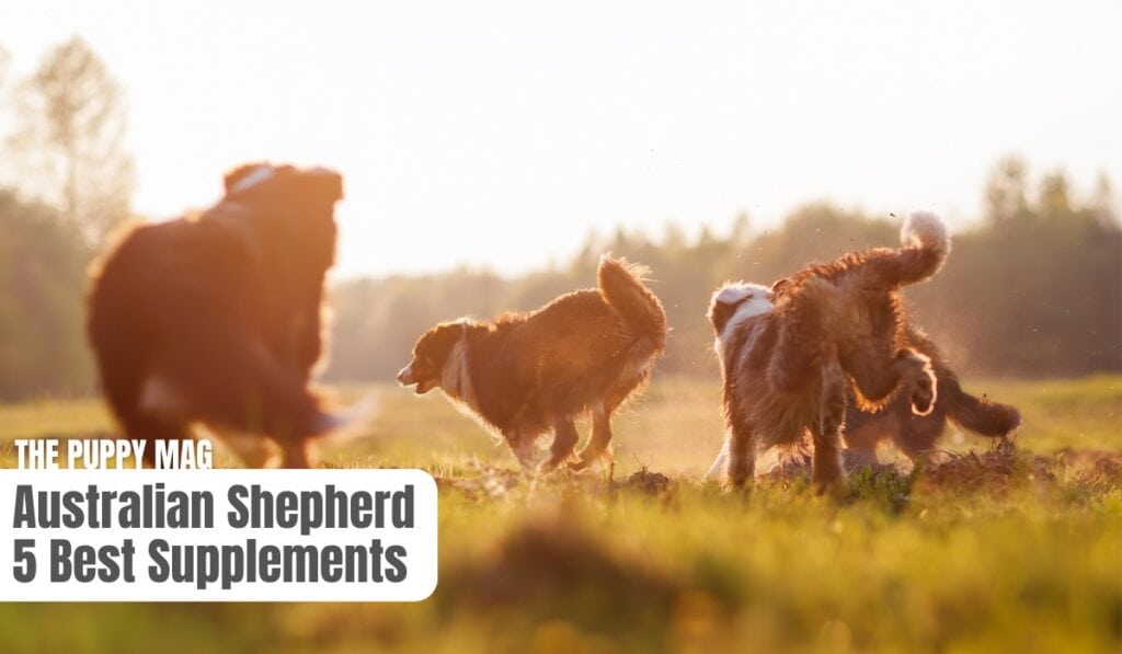 supplements for australian shepherds