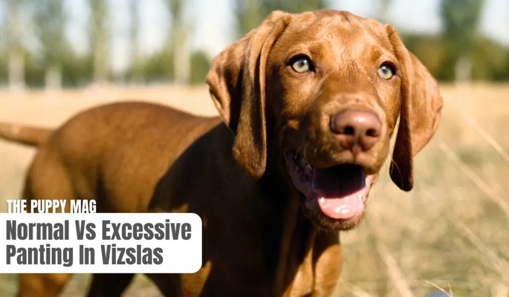 vizsla panting