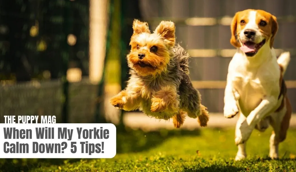 when do yorkies calm down