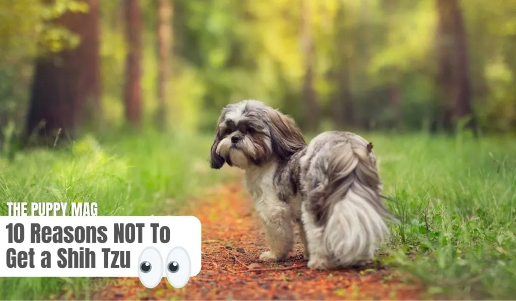 why not to get a shih tzu
