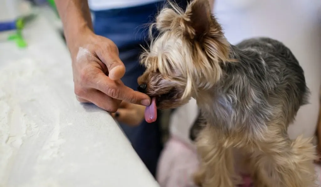 yorkie licking person