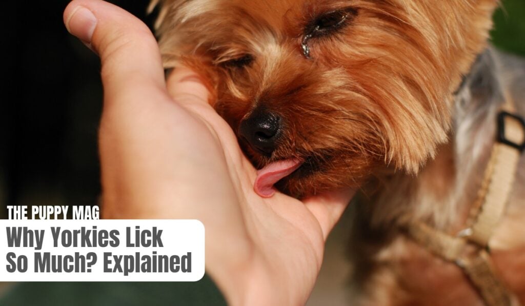 why yorkies lick so much