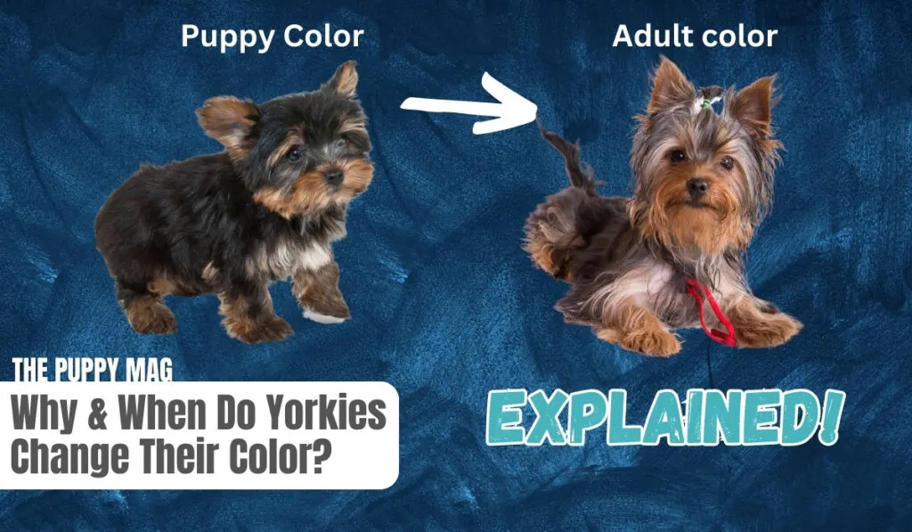 yorkie changing color