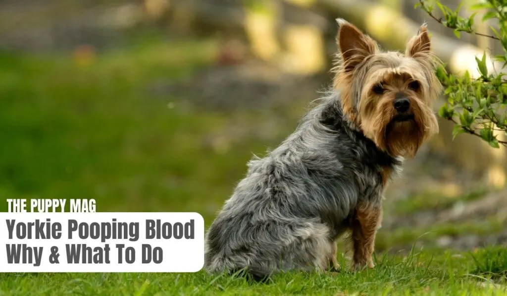 yorkie pooping blood