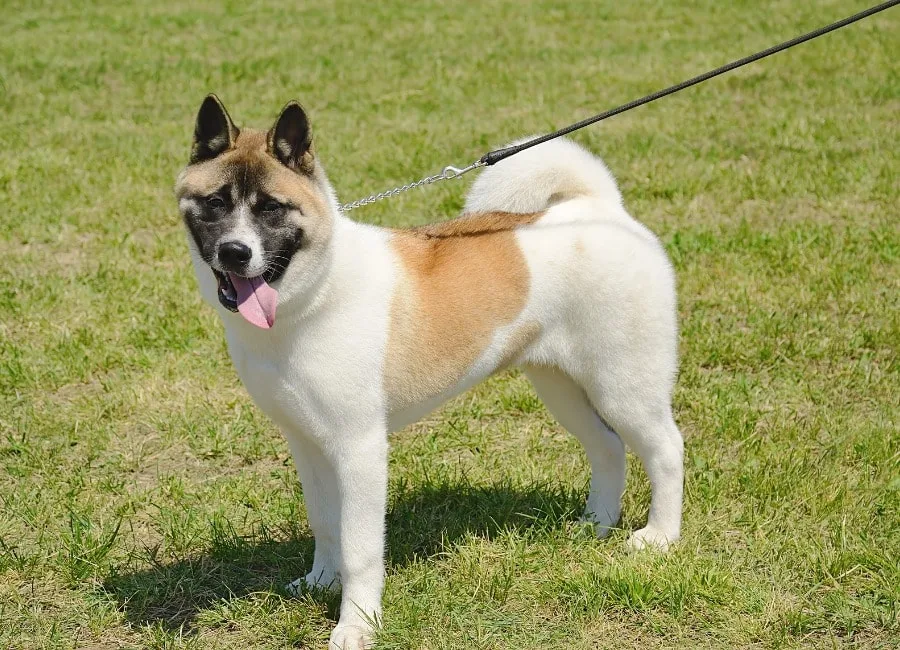 akita