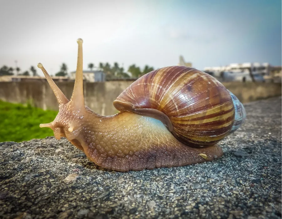 snails that are dangerous to dogs via parasites