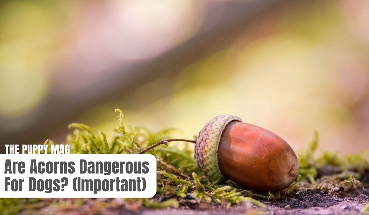 are-acorns-dangerous-to-dogs