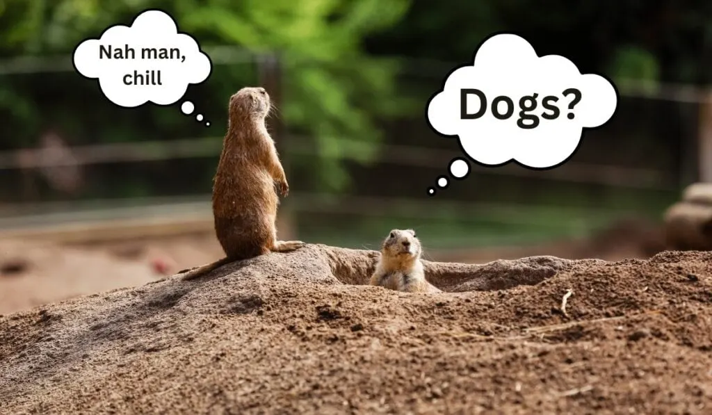are gophers dangerous to dogs (2)