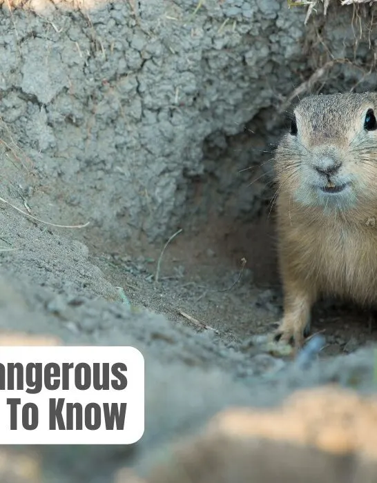 are gophers dangerous to dogs