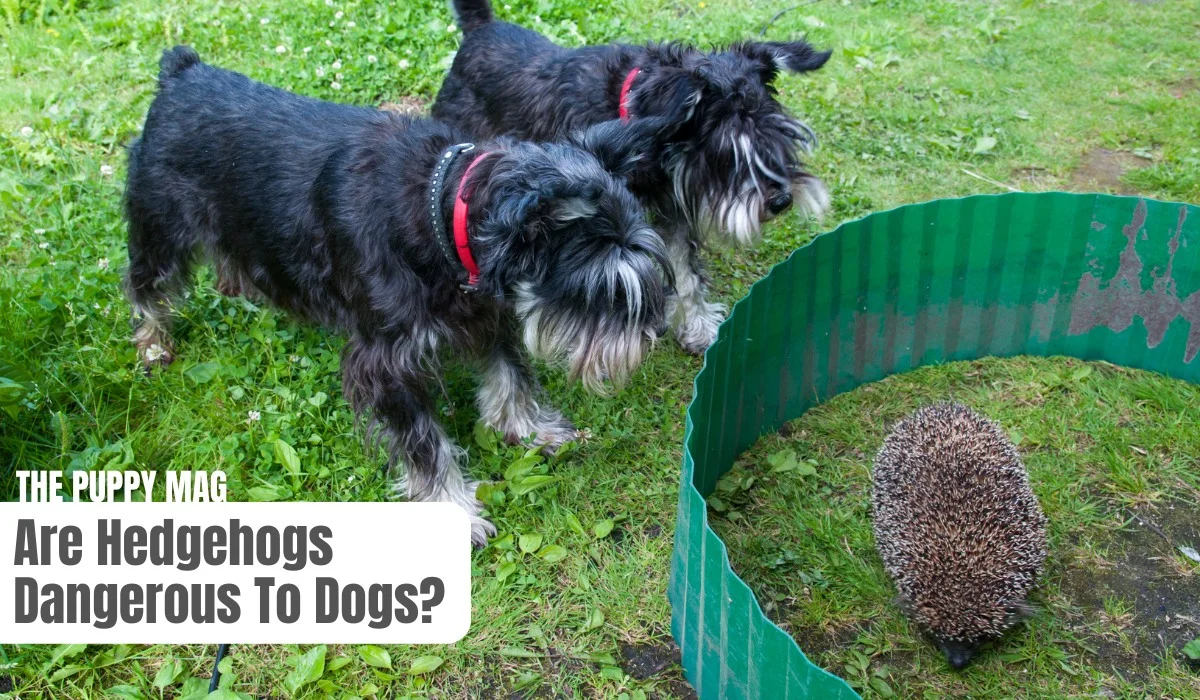 are hedgehogs dangerous to dogs