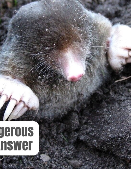 are moles dangerous to dogs