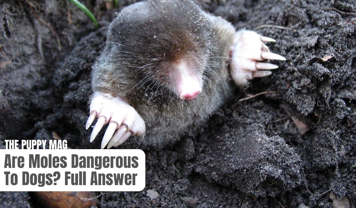 are moles dangerous to dogs