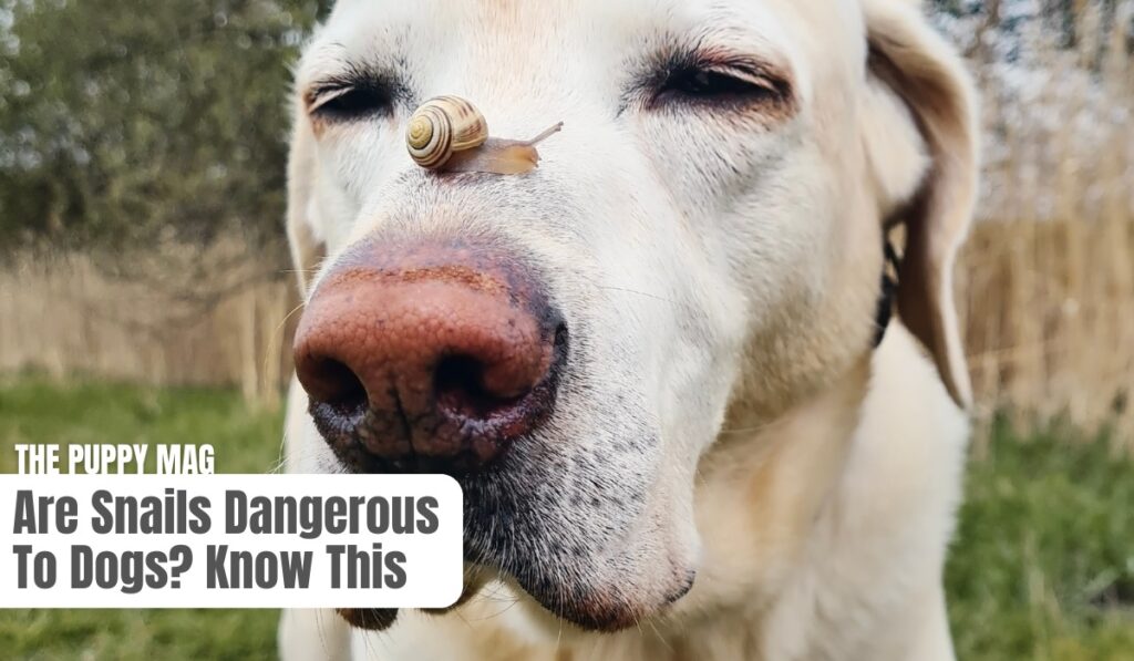 are snails dangerous to dogs