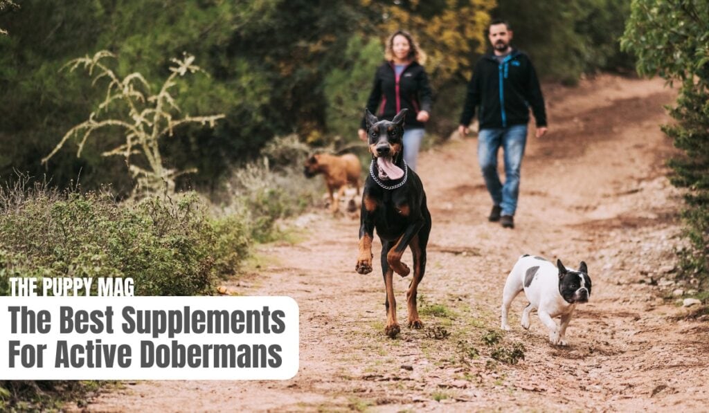 best supplements for dobermans