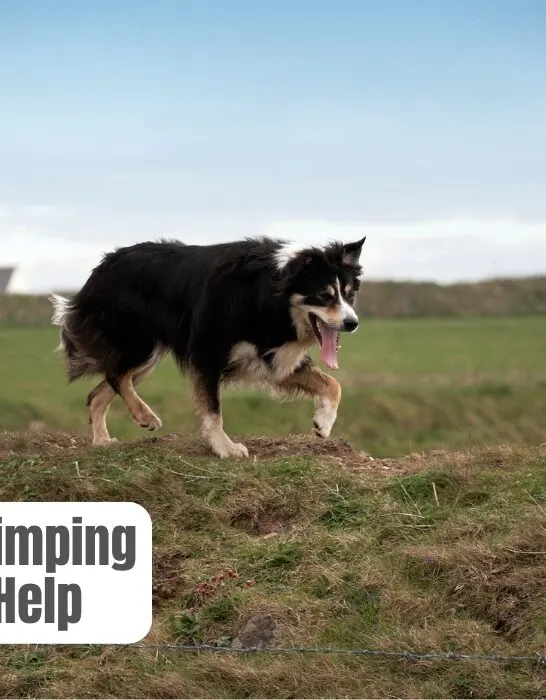 border collie limping