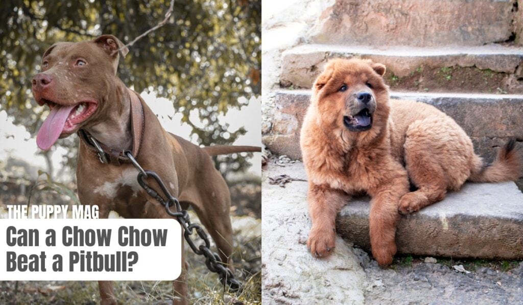 can a chow chow beat a pitbull