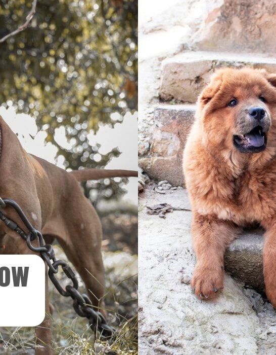 can a chow chow beat a pitbull