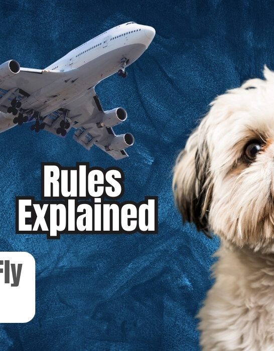 can shih tzus fly in cabin