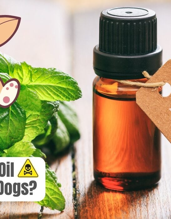 is peppermint oil dangerous to dogs