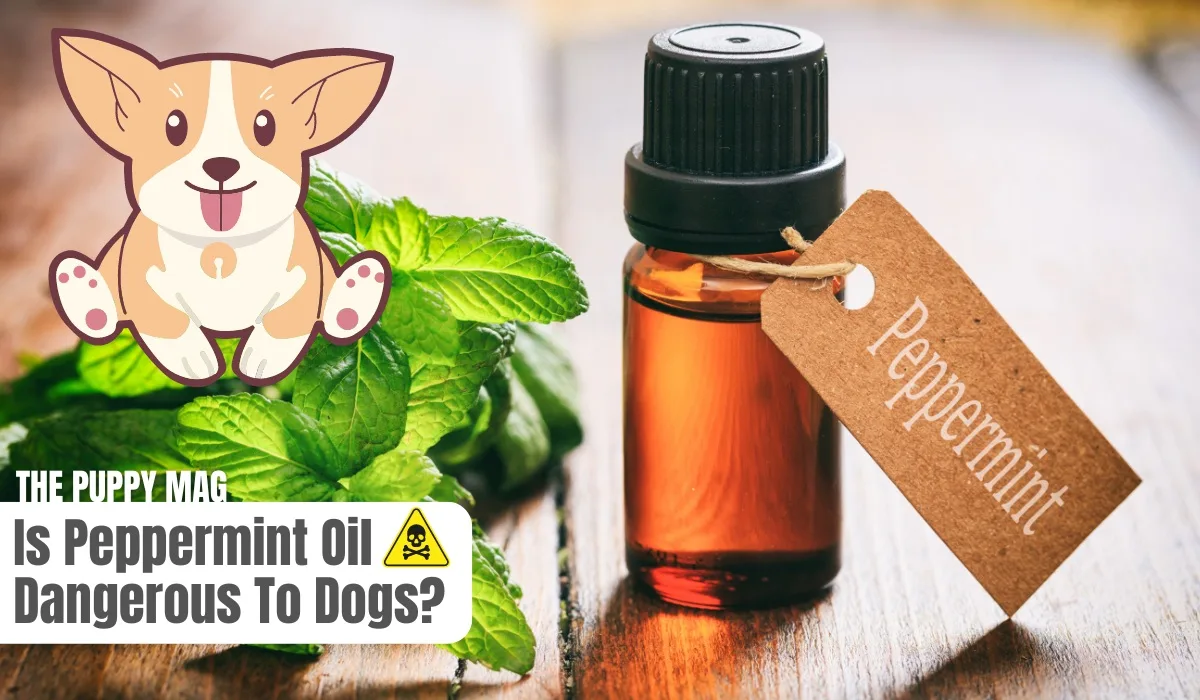 is peppermint oil dangerous to dogs