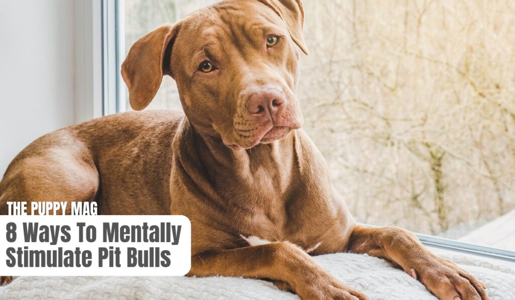 mental stimulation for pit bulls
