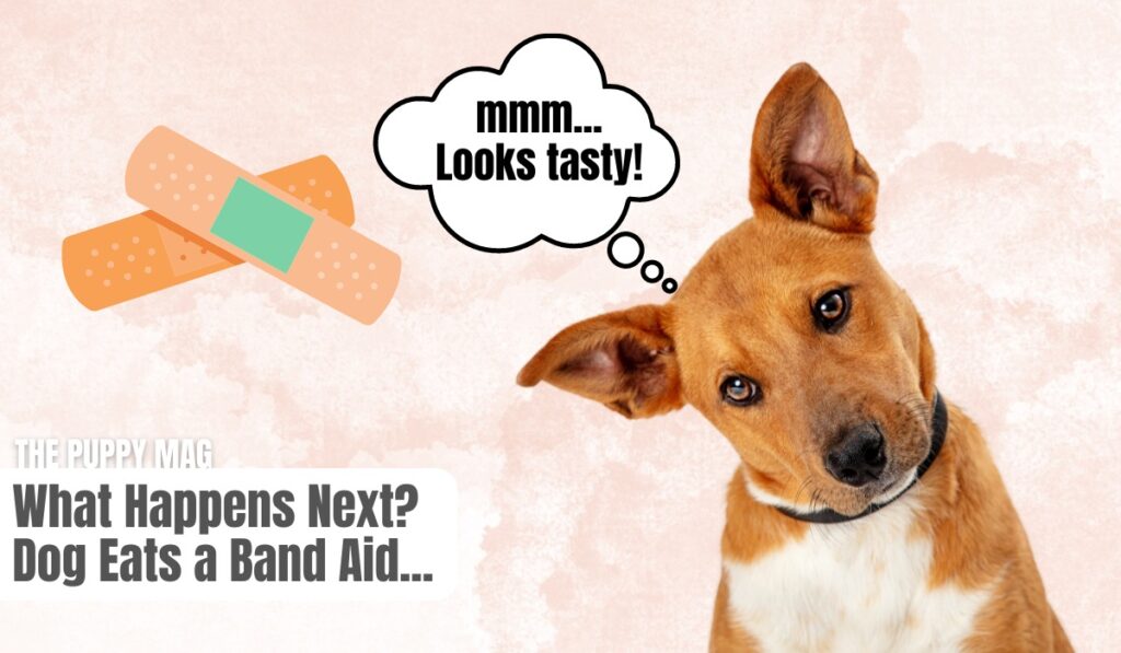 my dog ate a band aid