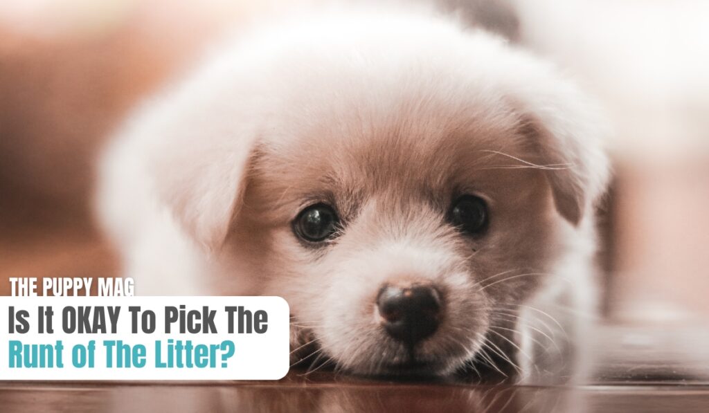 pick the run of the litter (1)