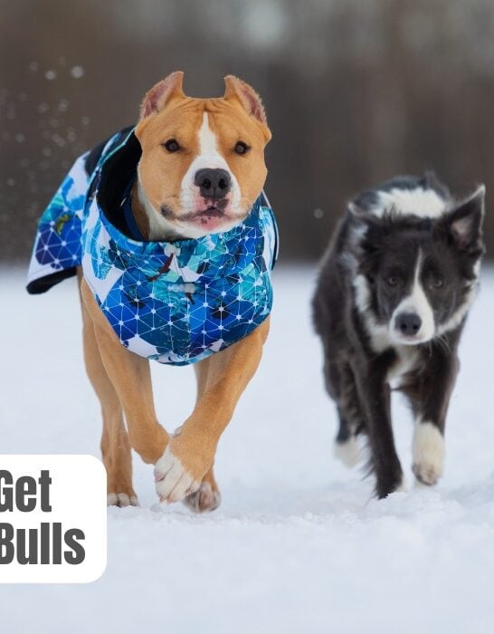 what breeds get along with pit bulls
