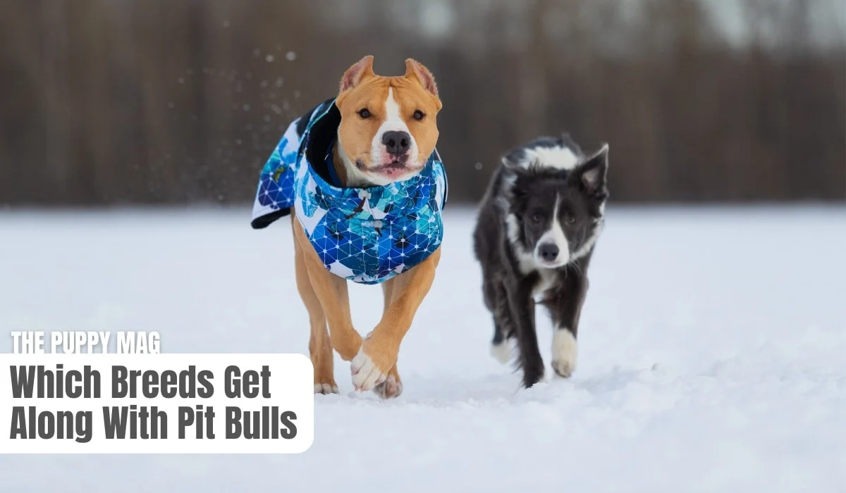 what breeds get along with pit bulls