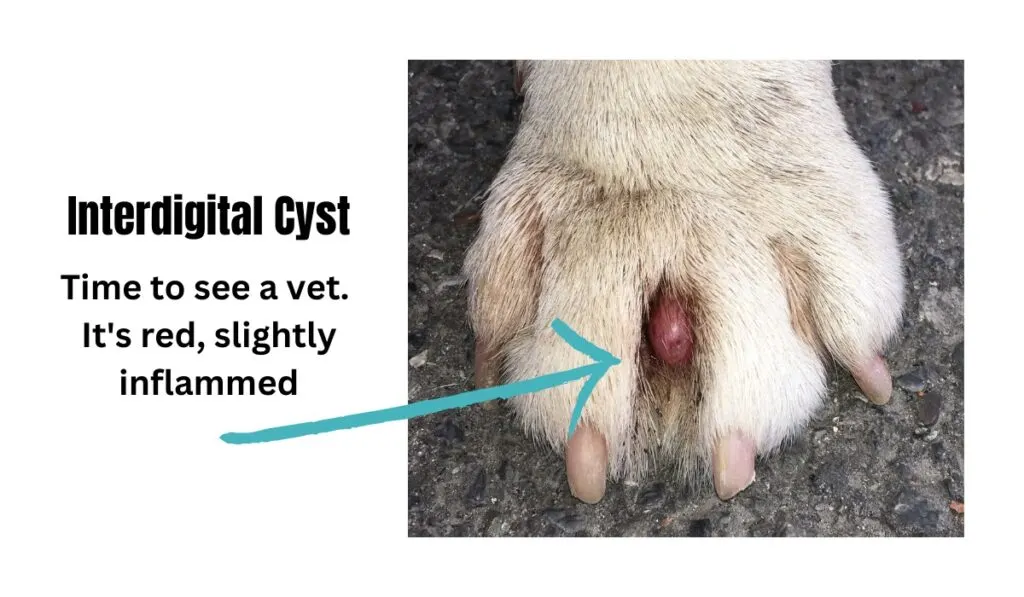 dog interdigital cyst on paw