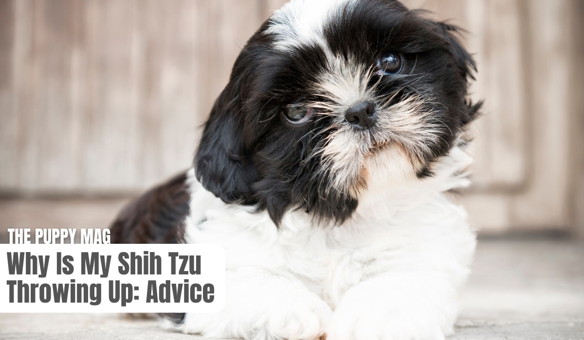 Shih Tzu The Puppy Mag