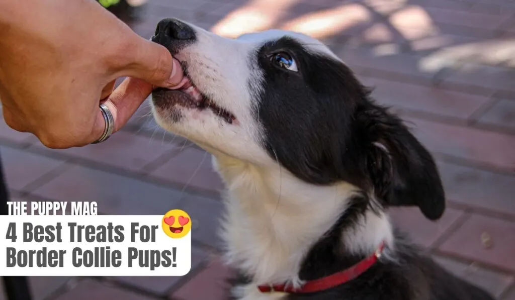 best treats for border collies