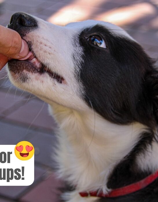 best treats for border collies