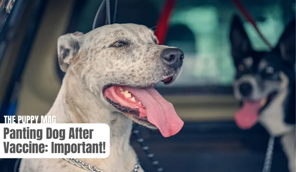 panting dog after vaccine