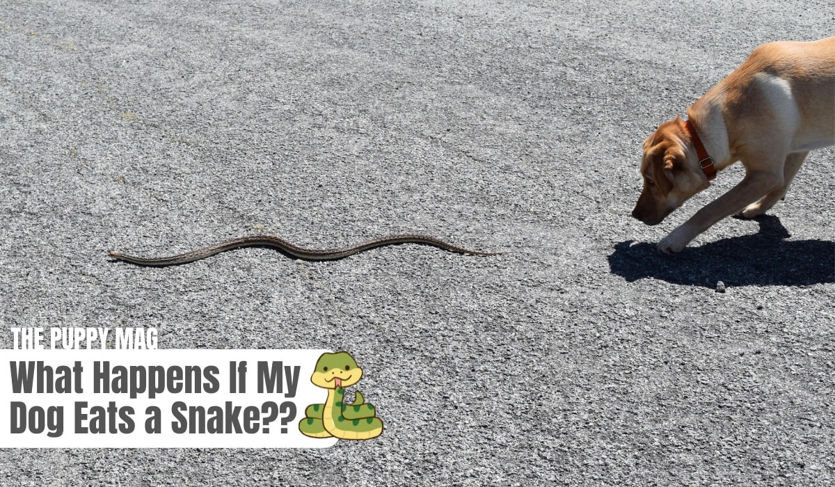 what happens if my dog eats a snake
